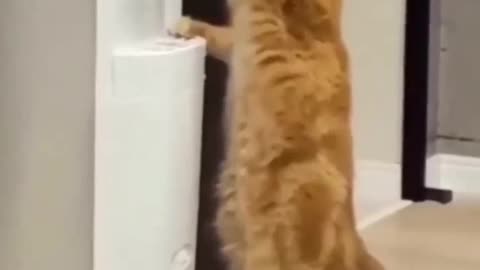 Thirsty cat