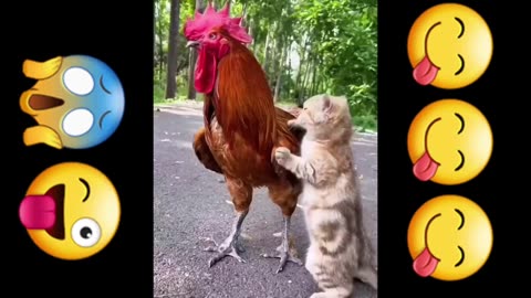 Funny video |cat gogs hen| |don't misss the end |