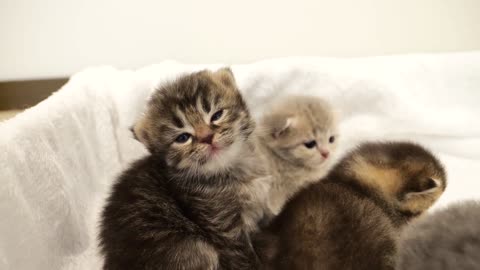 Kittens demand high fives with their little hands