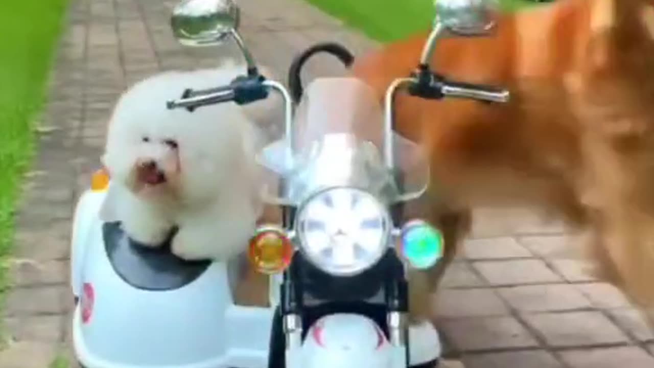 Chinese Viral Dog