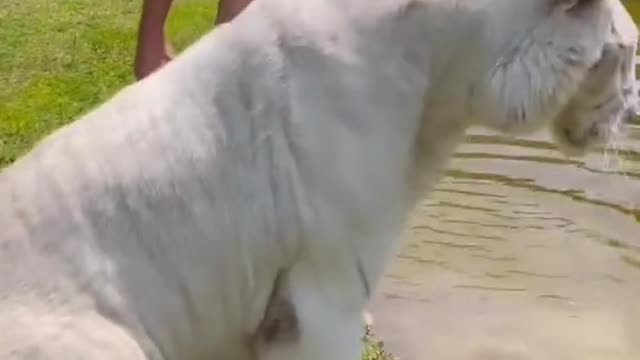 550lbs Snow White Bengal Tiger