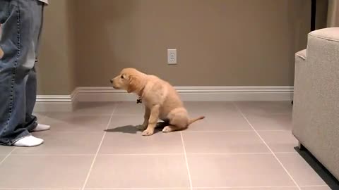 One very clever dog doing tricks