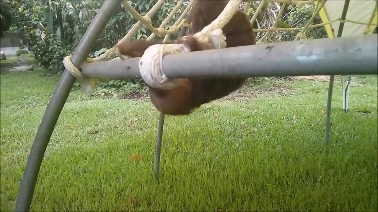 Baby Child Sloths Being Sloths - Most interesting Gathering