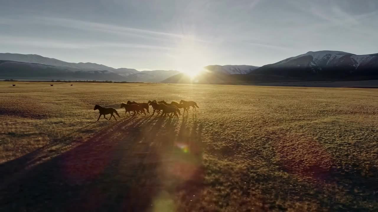 Horses running free in meadow with snow capped mountain backdrop