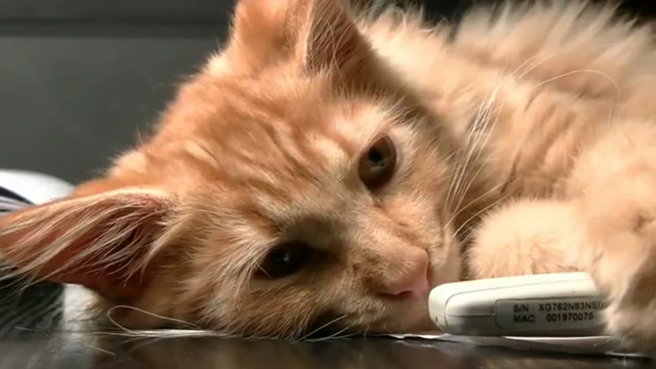 | Cute pets video | Cute cats video | Cat playing videos