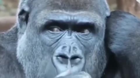 Funny gorilla killing his leisure time