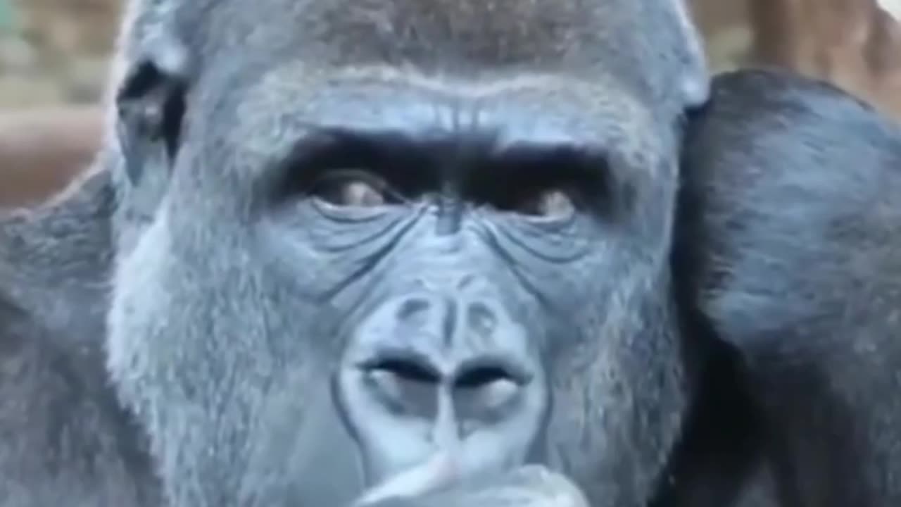 Funny gorilla killing his leisure time