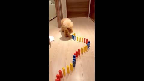 Funny Dogs | Cute Dogs Doing Funny Things