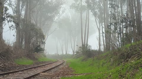 Foggy Coastal Vibes