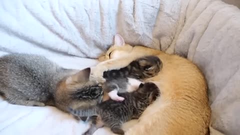 The baby cats that are loved by sister cats