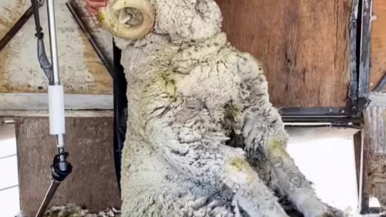 Shearing a Curly Horned Ram