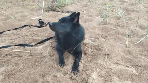 Lie Down, Schipperke Vince! Ay, What a Good Guy!