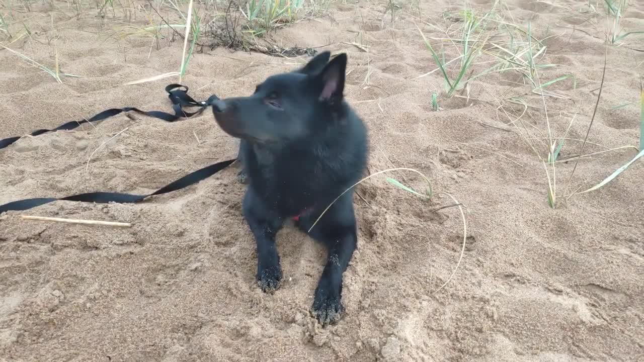 Lie Down, Schipperke Vince! Ay, What a Good Guy!