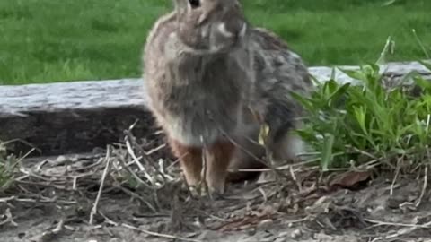 A Rabbit Sniffing for Potential Danger