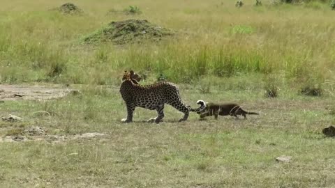 Leopard Mom with Little Cub