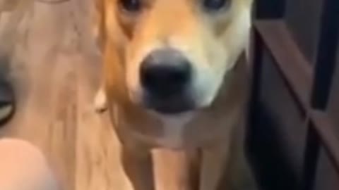 Funny animals videos funny cat and funny dog