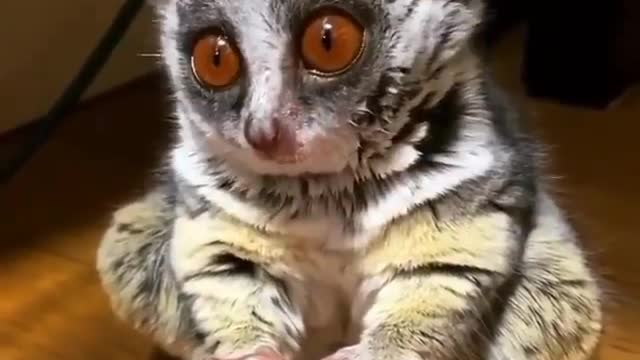 Mouse lemur