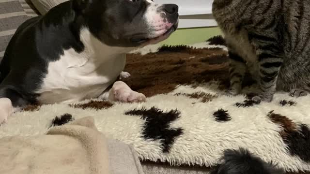 Small Dog Protects Big Dog from Cat