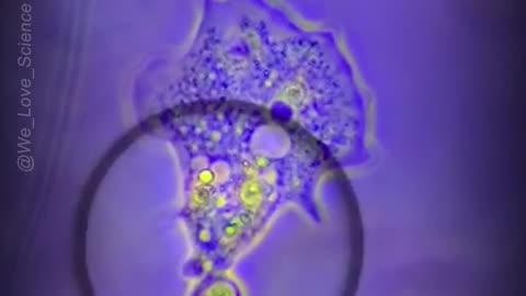 How Do Amoebas Poop?