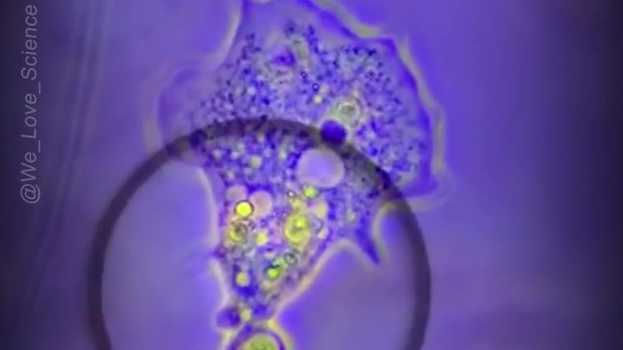 How Do Amoebas Poop?