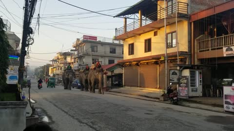 Captive elephants of Sauraha.