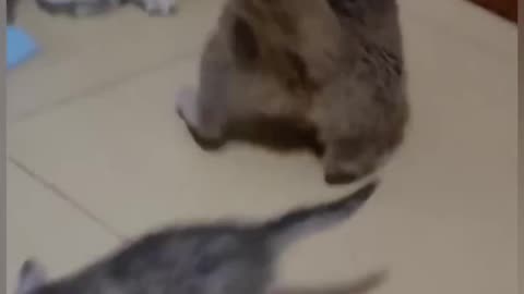 cat funny video😂🤣