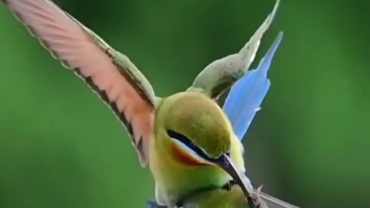 Beautiful Bird Adorable 4K HD Photography By Nature.