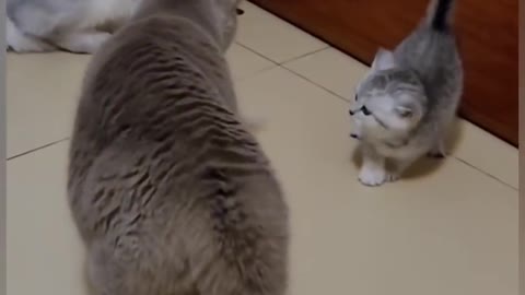 Funny cats fight 💟💟💟