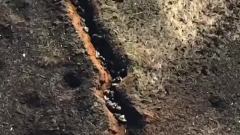 +18 Disturbing Video showing dead and wounded P 1