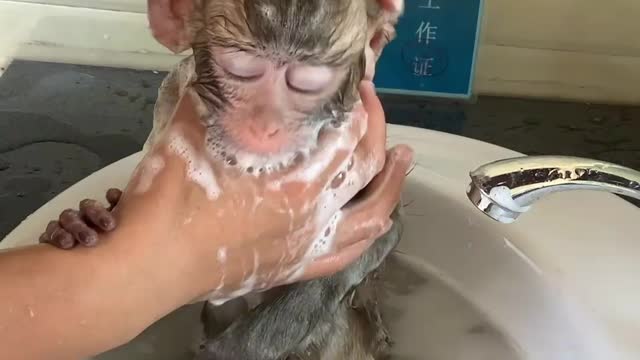 (Monkey) We have a bath today 😋