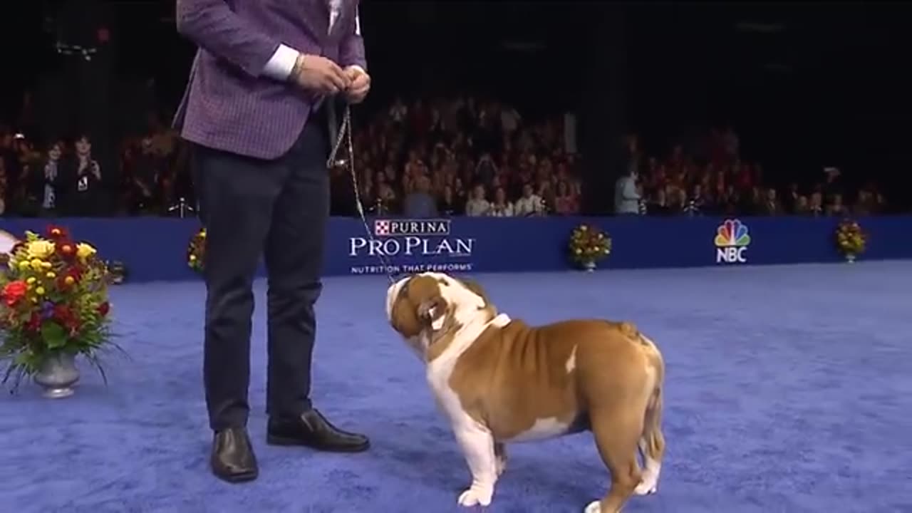 National dog shows