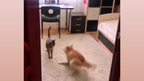 Cat Vs Dog