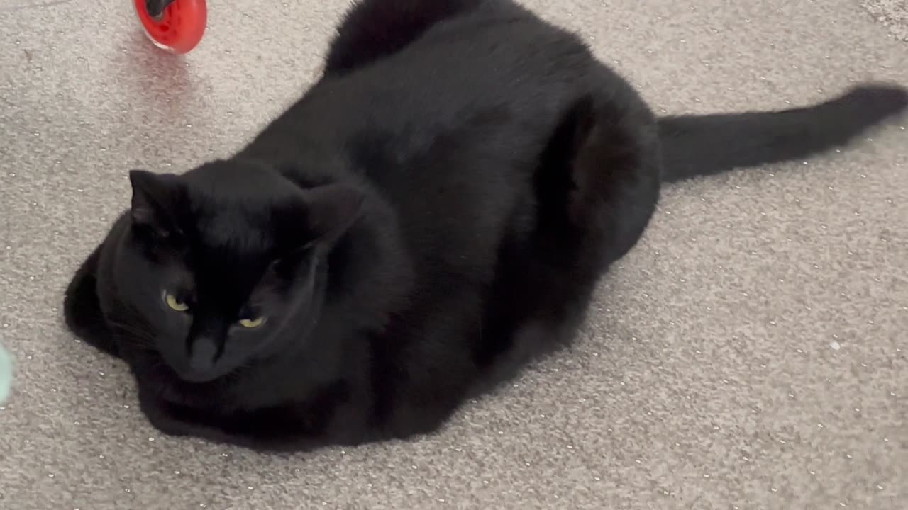 Adopting a Cat from a Shelter Vlog - Cute Precious Piper is a Curly Paw Office Loaf with a Tail