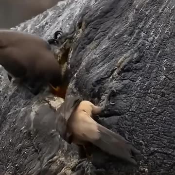 How Oxpecker Birds Save Injured Hippos