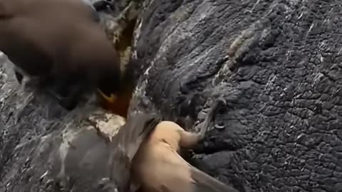 How Oxpecker Birds Save Injured Hippos