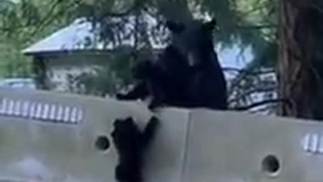 Bear cub comes to sibling's rescue in Powell River