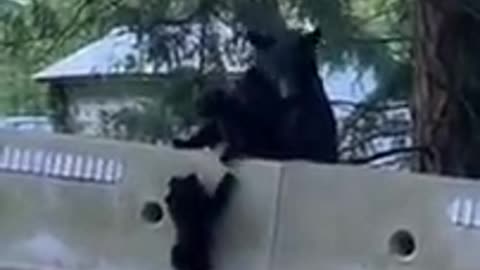 Bear cub comes to sibling's rescue in Powell River