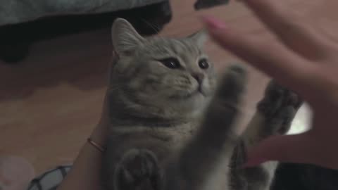 Baby Cat Playing With His Owner Funny Video