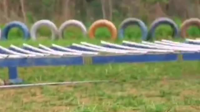 Does any dog can jump farther