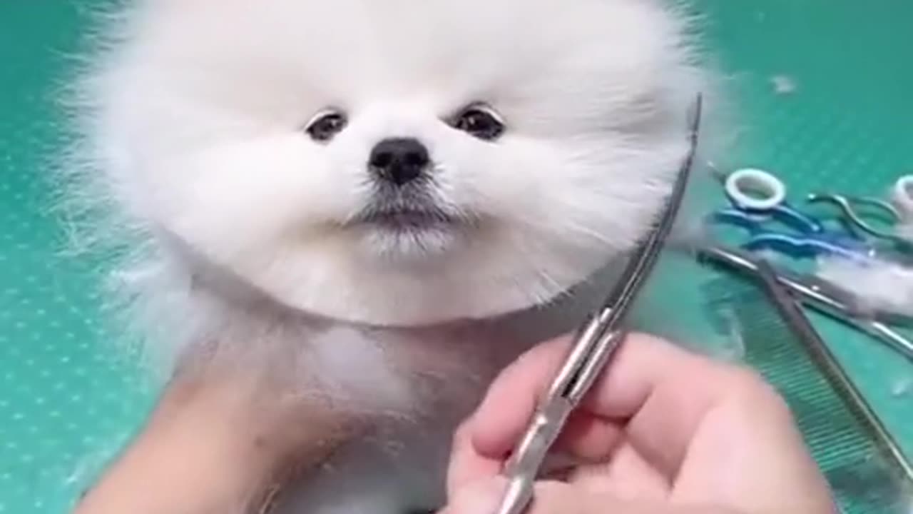 Cute Pet