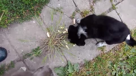 The dog enjoys crunchy sweet sticks