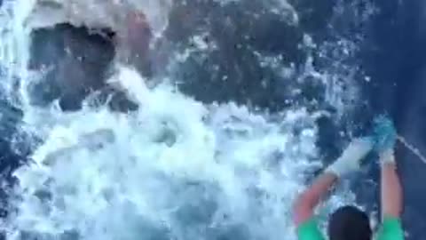 Great White eats tuna directly off fishing line