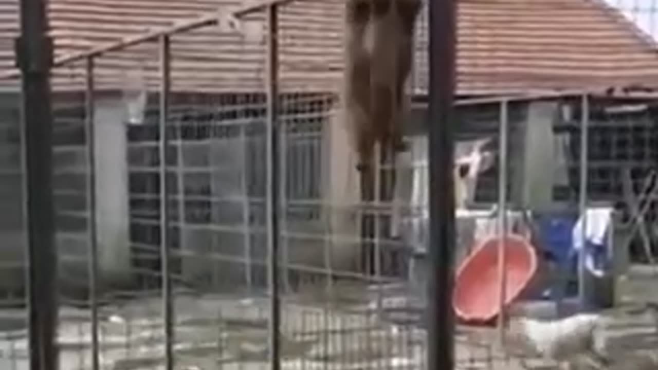 best funniest animal videos 2023🤣 | funny cat videos😹 | funny dogs videos