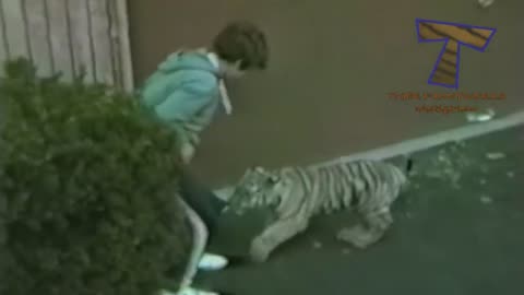 Wildlife can provide even more amusement than household pets