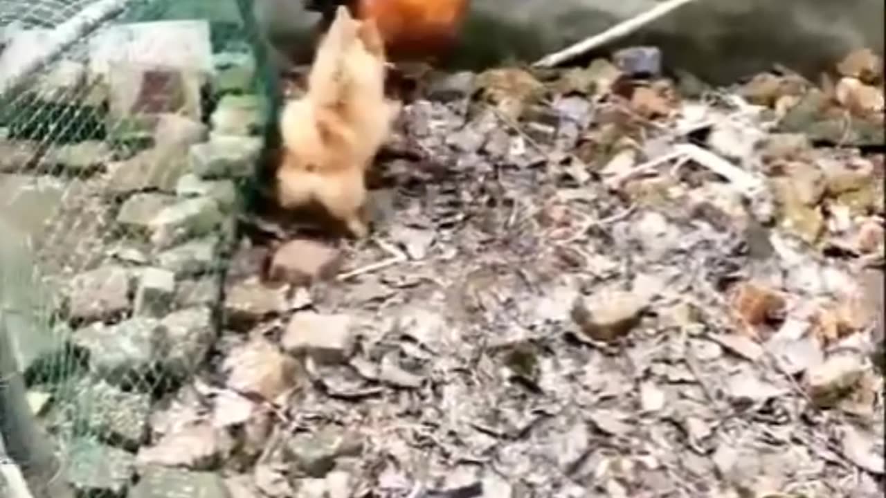 MOST FUNNY DOG AND HEN MOMENTS Part 2/MENTALY MENTAL