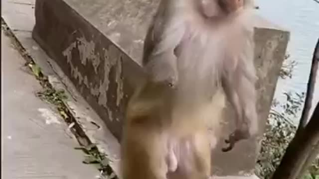 Vidaanimal
