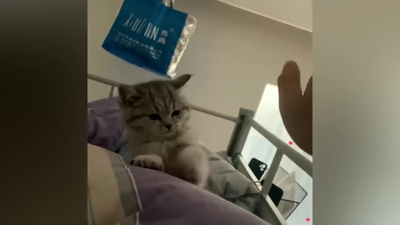 Try Not to Laugh CHALLENGE Funny Dogs