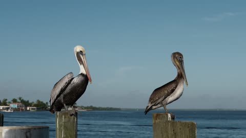 Pelicans standing on the shore of the sea