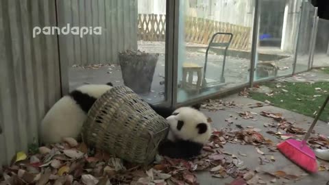 Funny video of panda(pet)..