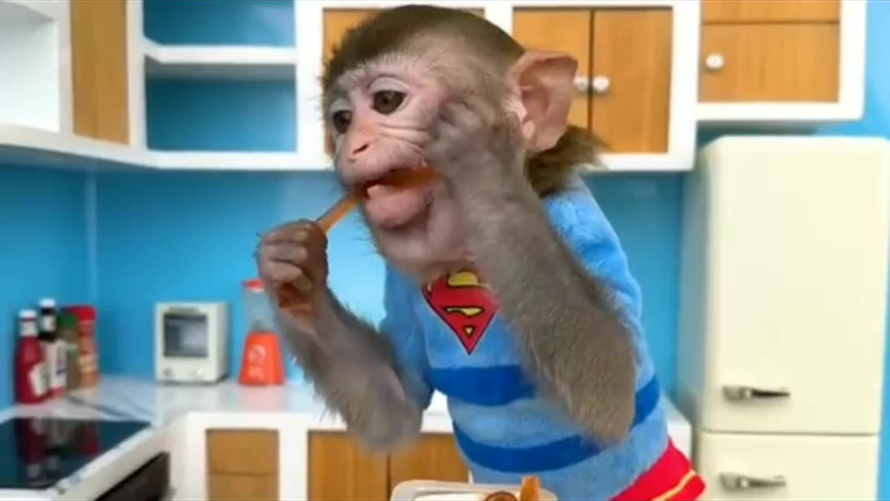 Latest monkey funny videos 2023